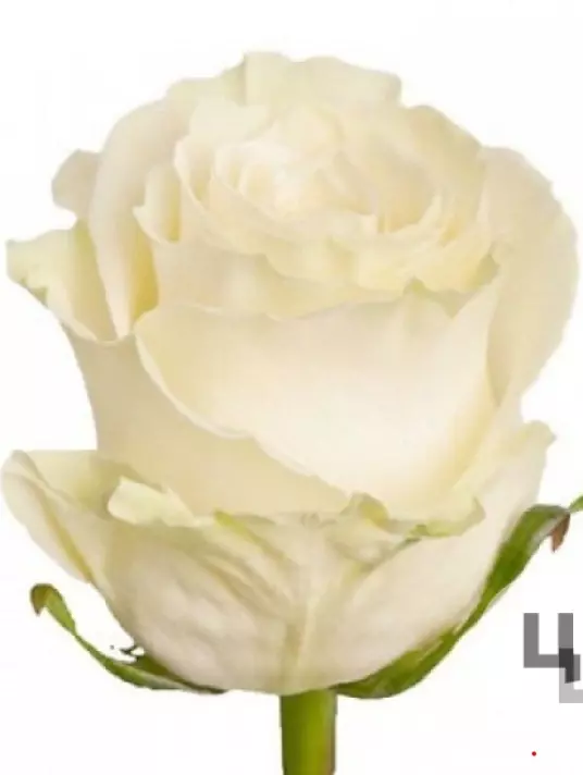 Роза премиум белая 